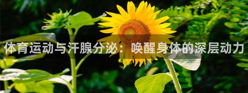 杏鑫体育免费注册入口：体育运动与汗腺分泌：唤醒身体的深层动力